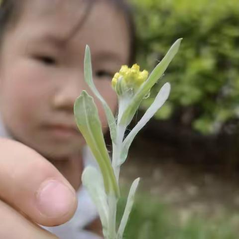 野菜采采采