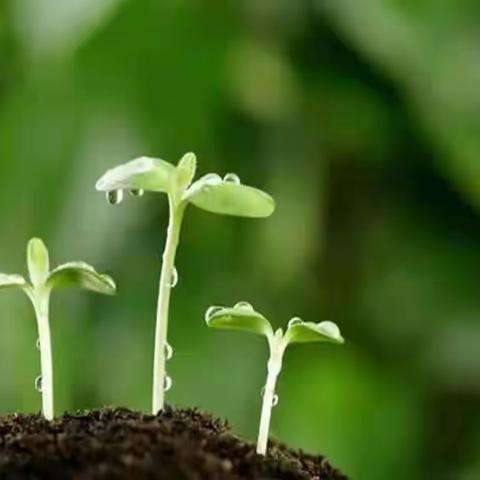 种子发芽啦——小二班主题活动