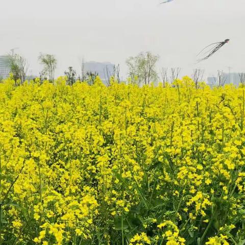 春风有信花意浓，踏青研学正当时