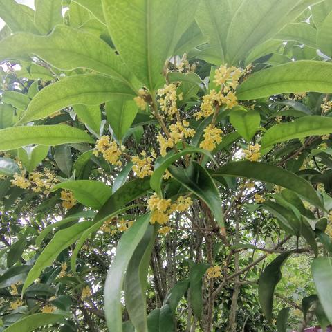 月芽幼儿园大二班——“桂花飘香香满园”