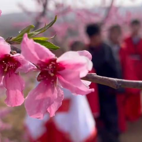 桃花依旧笑春风——记殷家岭小学跨学科融合