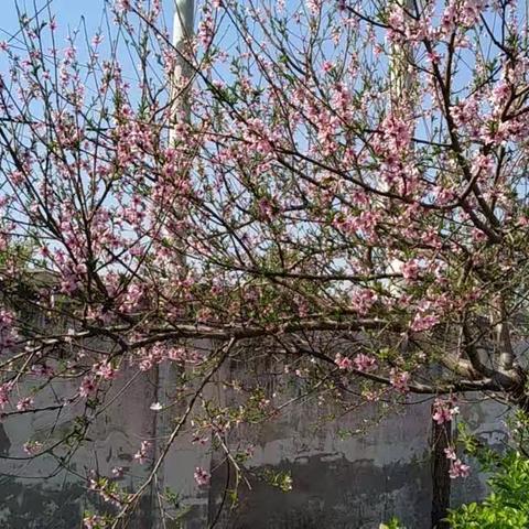 “精彩课堂——共同成长”单县龙王庙镇王竹元小学公开课