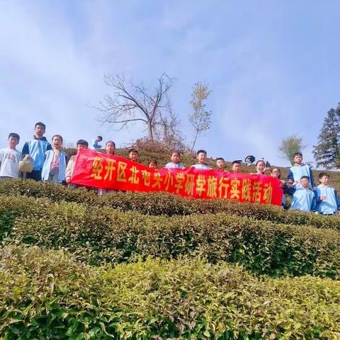 “学习茶叶文化，体验茶农生活”——研学采茶之旅