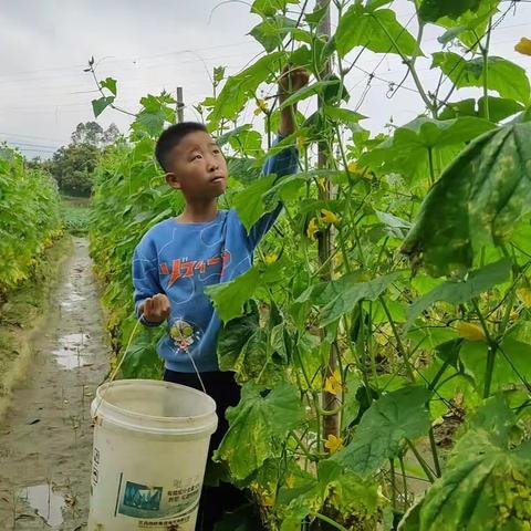 让劳动教育落地生根——三滩镇良茂村小学开展学农社会实践活动