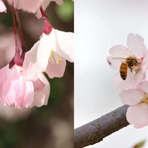 我和春天有个约会—三年级七班我把春天诵给你听