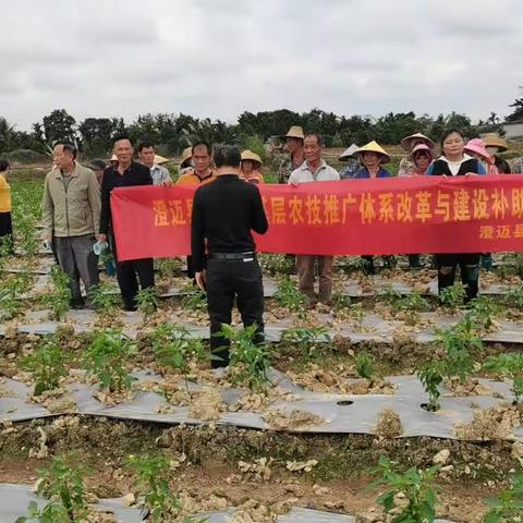 澄迈县农技中心在金安农场蔬菜种植科技示范基地举办2023年基层农技推广体系改革与建设项目技术培训班