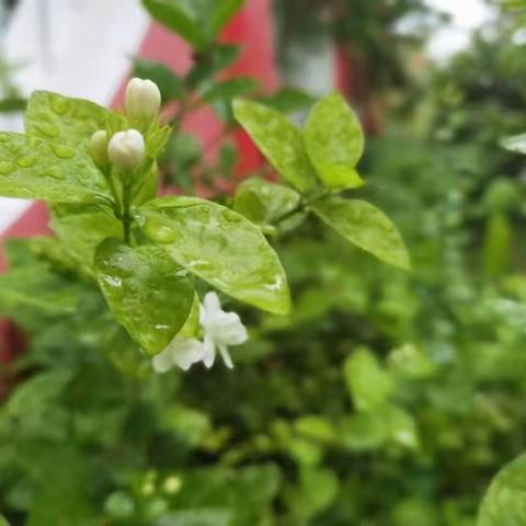 大班组《品茗·茉莉花茶》