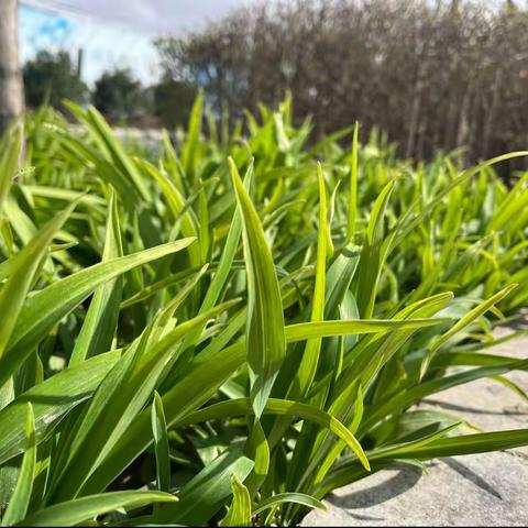 预防“倒春寒”，多措并举，确保园林植物正常生长