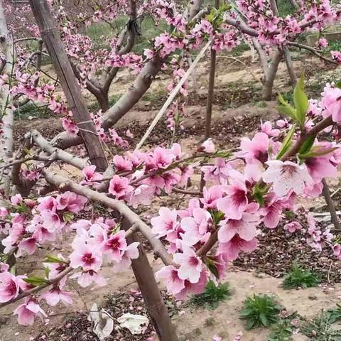 春暖花开🌸“幼”见美好    。              寻找春的气息，参观桃园纪实