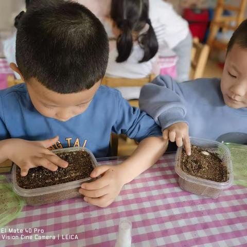 薛家湾第十二幼儿园中三班班本课程——小乌龟“”蛋”生记