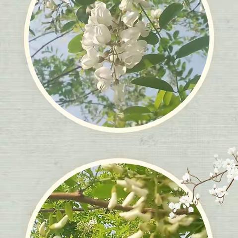 “槐”抱春天  “香”伴成长—牧野中心小学开展劳动教育实践活动