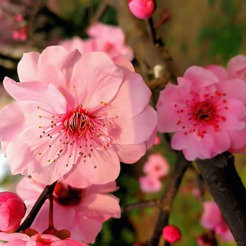 春光美丽，春天如约而至，桃花十里，花开陌上，人生所有皆是美好。