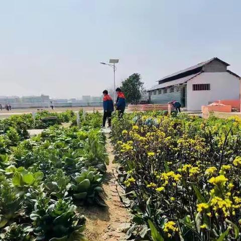 春日来信：仲夏你好——蕲春县第二实验小学教联体开展劳动基地实践教育活动