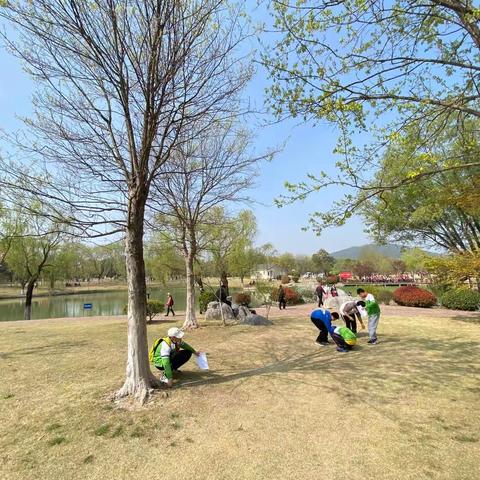 动手玩出精彩，实践探得真知——云兴小学土山寺分校六年级数学《大树有多高》综合实践活动