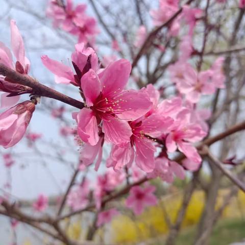 沪铁物业官湖翰林华府项目3月简报