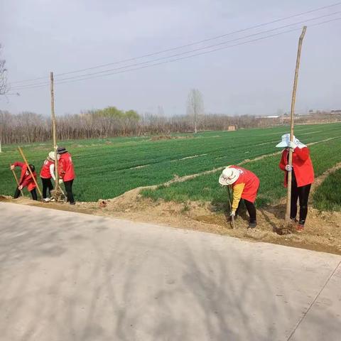 西宁村植树造林，建设宜居美丽乡村