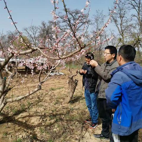 永寿果业系统认真开展低温调查和果园技术指导工作