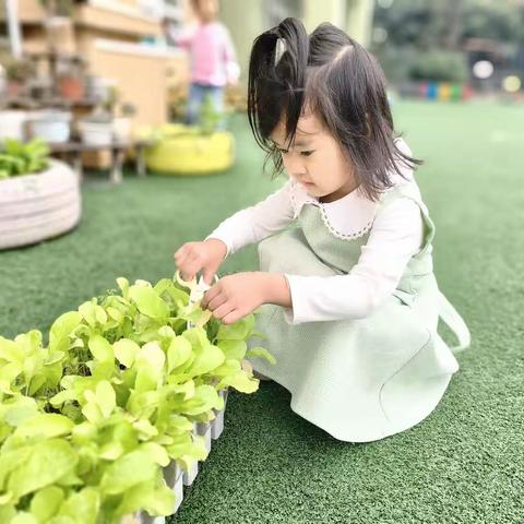 “食”光美味，“育”见美好——大三班蔬菜里的趣味