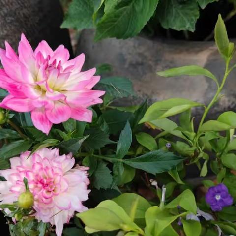 前杜楼小学最美朗读者展示（春之歌）——六年级