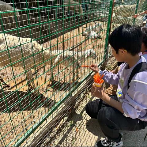 【附中学子这样过五一】亲近自然 培养爱心——忻州师范学院附属中学初12班秦嘉璐五一假期实践小记