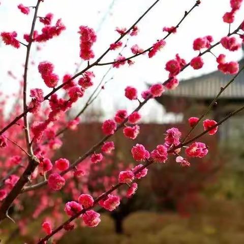 【附中学子这样过清明】清明踏春 ----忻州师范学院附属中学 初一四班郝浩然 清明假期实践活动