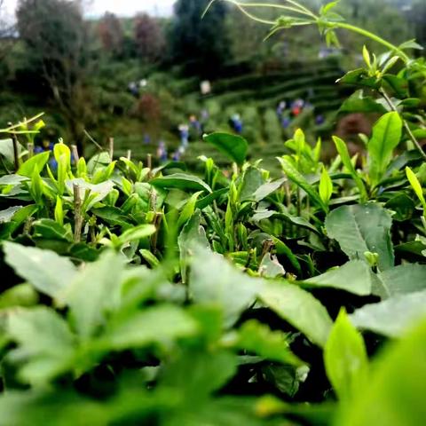 🍀🍀🍀🍀清风茶韵畅美景，茶香悠悠采茶忙——记东升小学五年级一班“茶中问道——千年茶香”主题研学活动