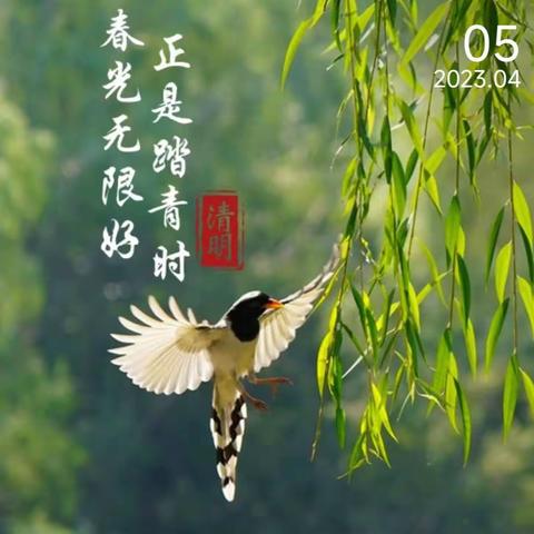 水清山明，不负春光——洪城河小学二年级清明节活动记录