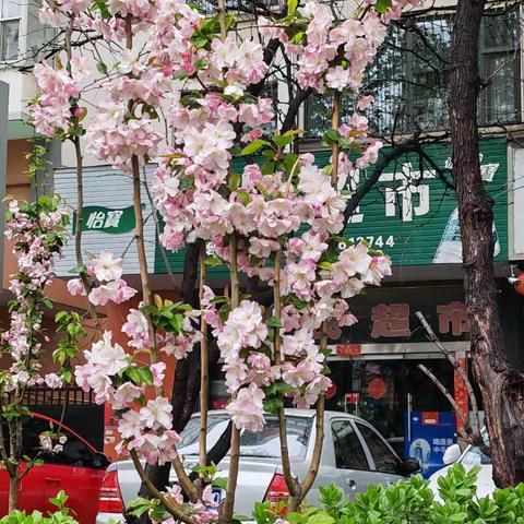 醉美四月  一切刚刚好