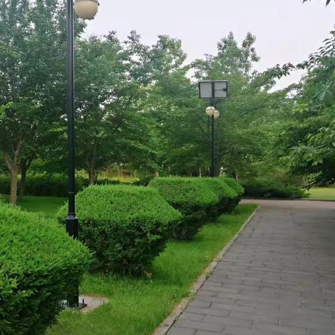 致烈日高温下爱绿、护绿的园林工作者们