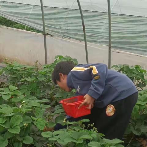 鲜美更金贵，颗颗玛瑙红———记清明节摘草莓