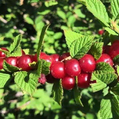 “🍒甜美六月 “樱”爱而来🍒” 扎赉特旗第二幼儿园中三班樱桃采摘活动🍒