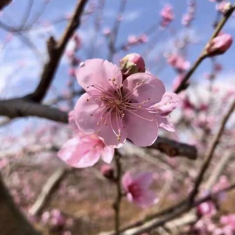 时光不语，静等花开