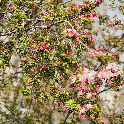 🌸时光恰好！遇见春天🌸👉制作“水晶海棠”🌸铁科院幼儿园中三班