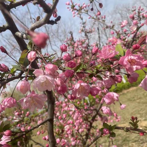 春天送你一首诗——临沂第九实验小学（北校区）一年级一班春天诗朗诵活动