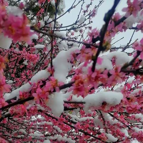 冬雪搅乱了一个春～春蜂惹来了一个初夏