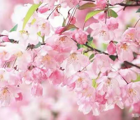 相约在春天  悦芽共成长——远东一小二年级语文实践活动