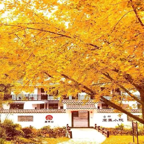 康养小院、富硒核桃花生艺奶、古银杏人参茶、“四高”激光治疗仪！