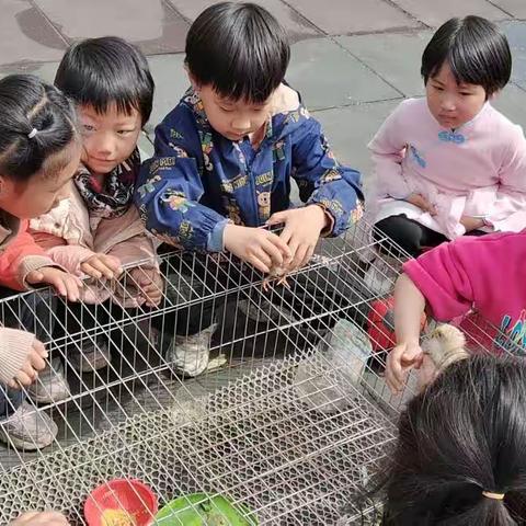 郭家屯镇中心幼儿园大一班开展饲养角小鸡活动