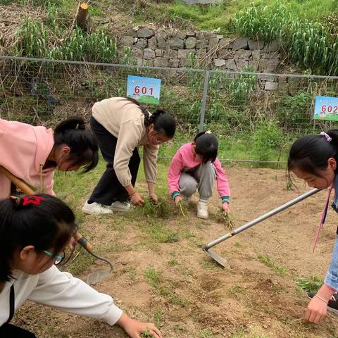 以劳育德，践行真知——潜山市黄柏中心小学六(1)班劳动教育实践活动纪实