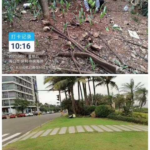 保利中央海岸市政道路4月7日园林工作