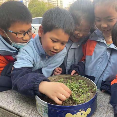 春天的色彩，种子的力量——海安市实验小学二七中队第四组蔬菜观察日记