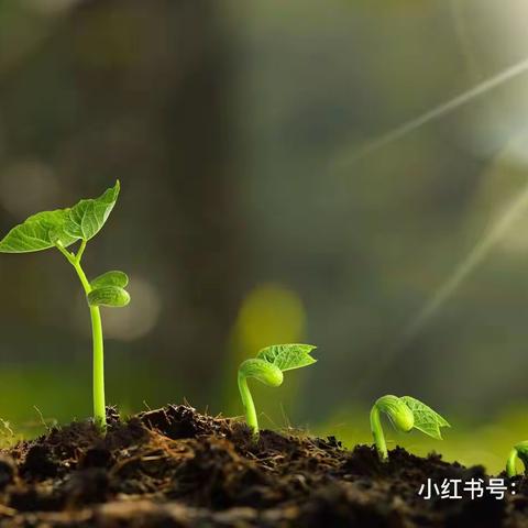 你好！土豆🥔先生——红塔区万裕幼儿园大三班种植活动