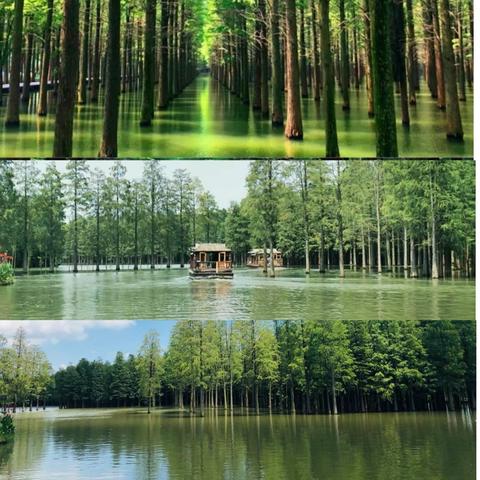 快乐于行，研学于心——新生街小学五年级梦里水乡研学活动