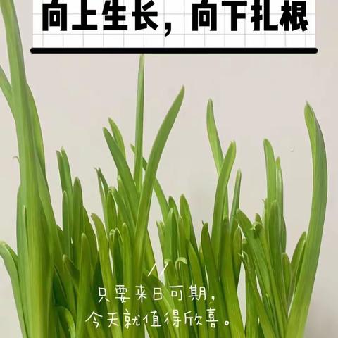 大蒜🧄发芽🌱记