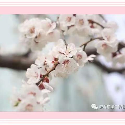 🌱「植物主题」第一辑🌸——威海市第二实验小学2022级6班🎁