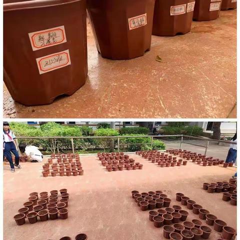 花卉园种植活动掠影