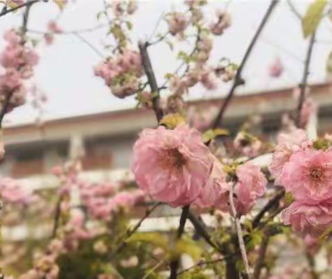 赓续友谊   共谱新篇—河北省邢台市沙河四中团队赴新兴小学考察