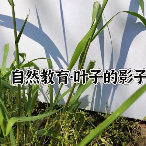 自然笔记·叶子的影子—娄村学区虎过庄幼儿园