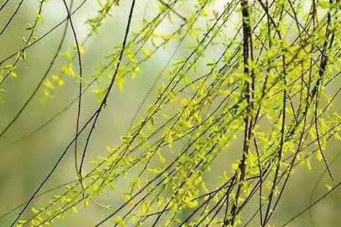 踏春时节添新绿，教研路上绽芬芳——东城学校五年组落实新课标教研活动