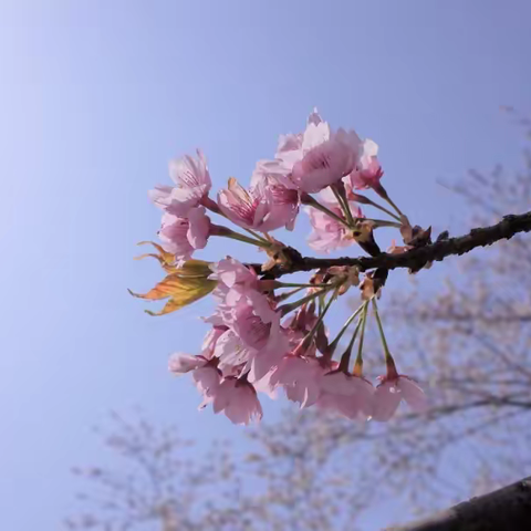 且将年华醉春光